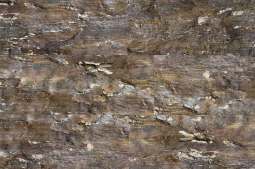 текстура и другие фото пробкового пола Fossil