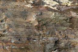 текстура и другие фото пробкового пола Fossil